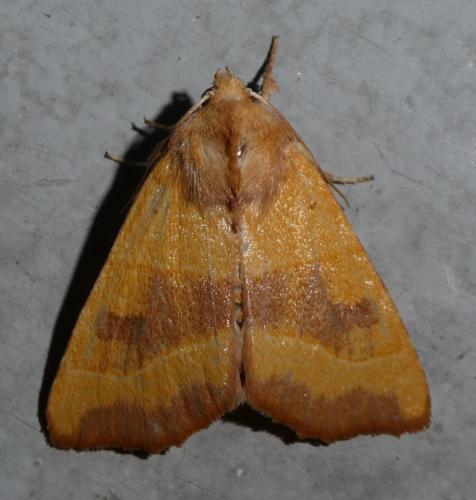 Réf. 213 463 : Atethmia centrago